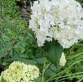 Hydrangea arborescens 'Annabelle'  10L  SOLD OUT